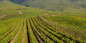 stellenbosch